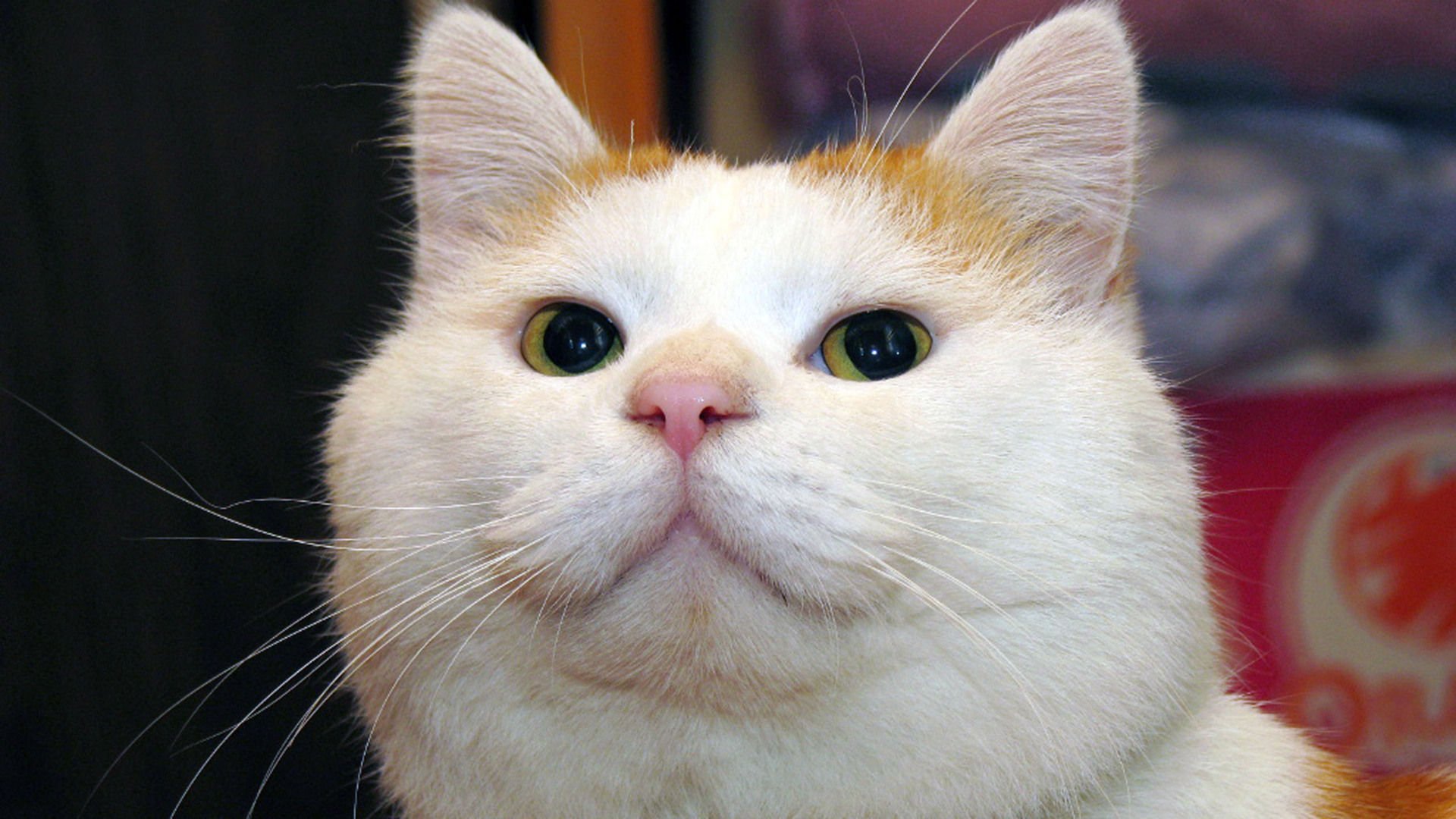 萌宠,喵星人,猫,可爱,卖萌,儿童桌面专用