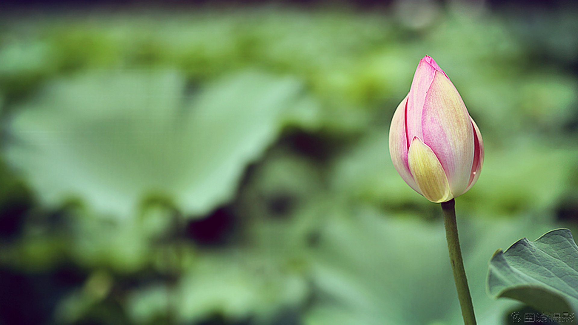 小清新,清新淡雅,花卉,荷花,围波摄影,荷塘月色,2月20日,儿童桌面专用