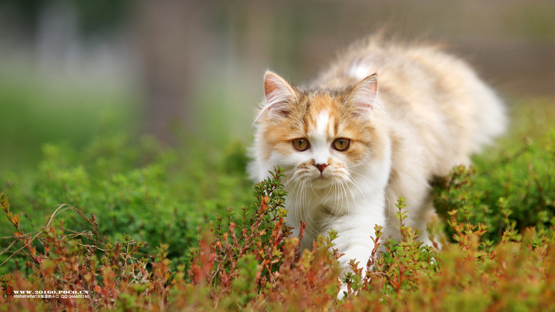 萌宠,宠物,火柴摄影,猫,喵星人,卖萌,可爱,儿童桌面专用