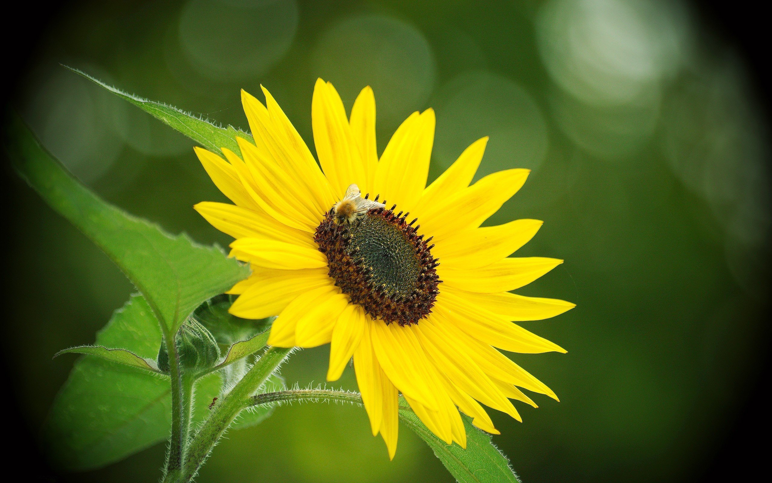 小清新,鸟语花香,向日葵,3月4日,儿童桌面专用