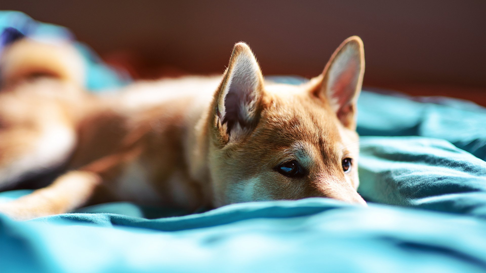 萌宠,汪星人,狗,卖萌,可爱,儿童桌面专用