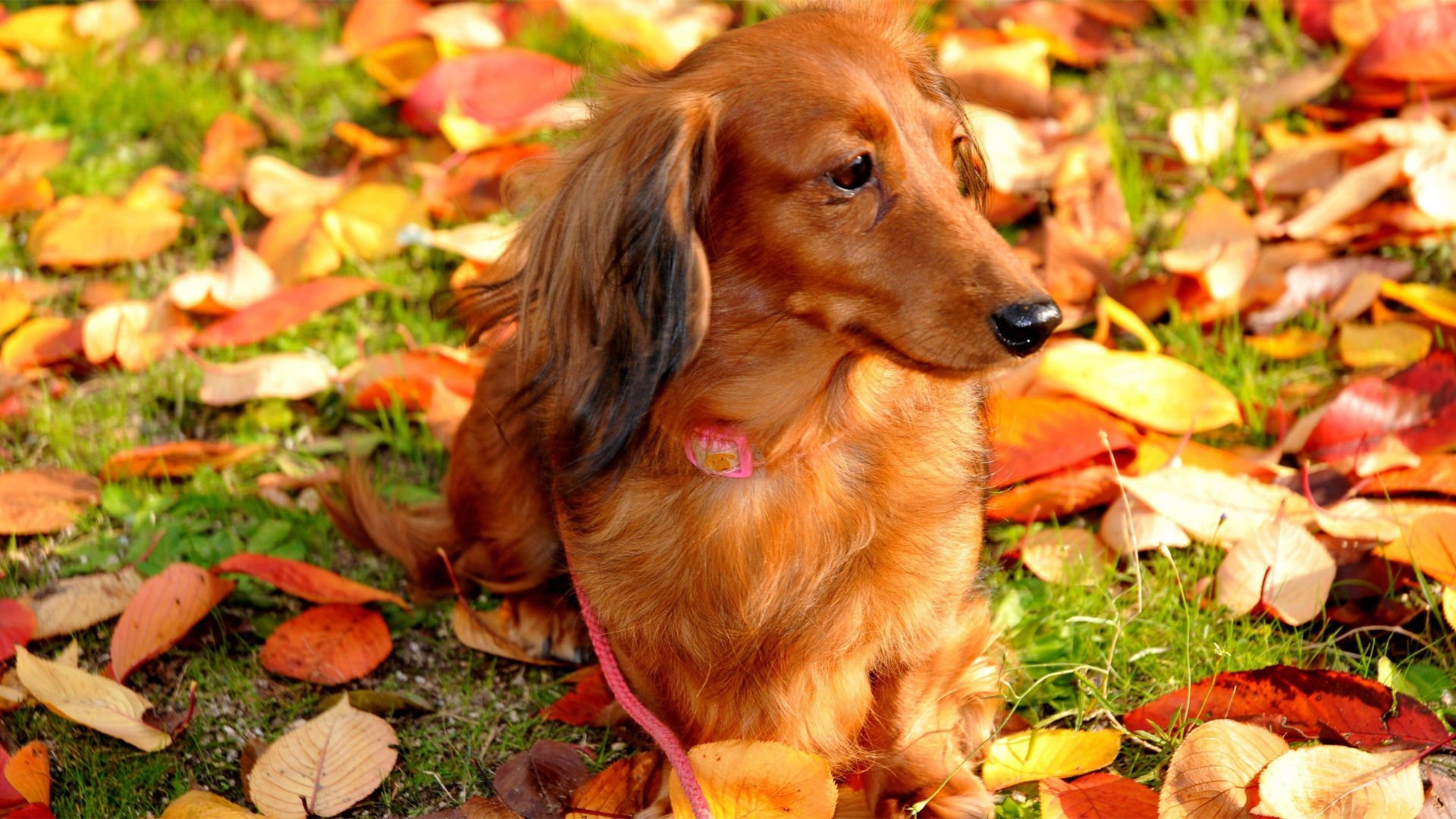 萌宠,汪星人,狗,可爱,卖萌,宠物,儿童桌面专用