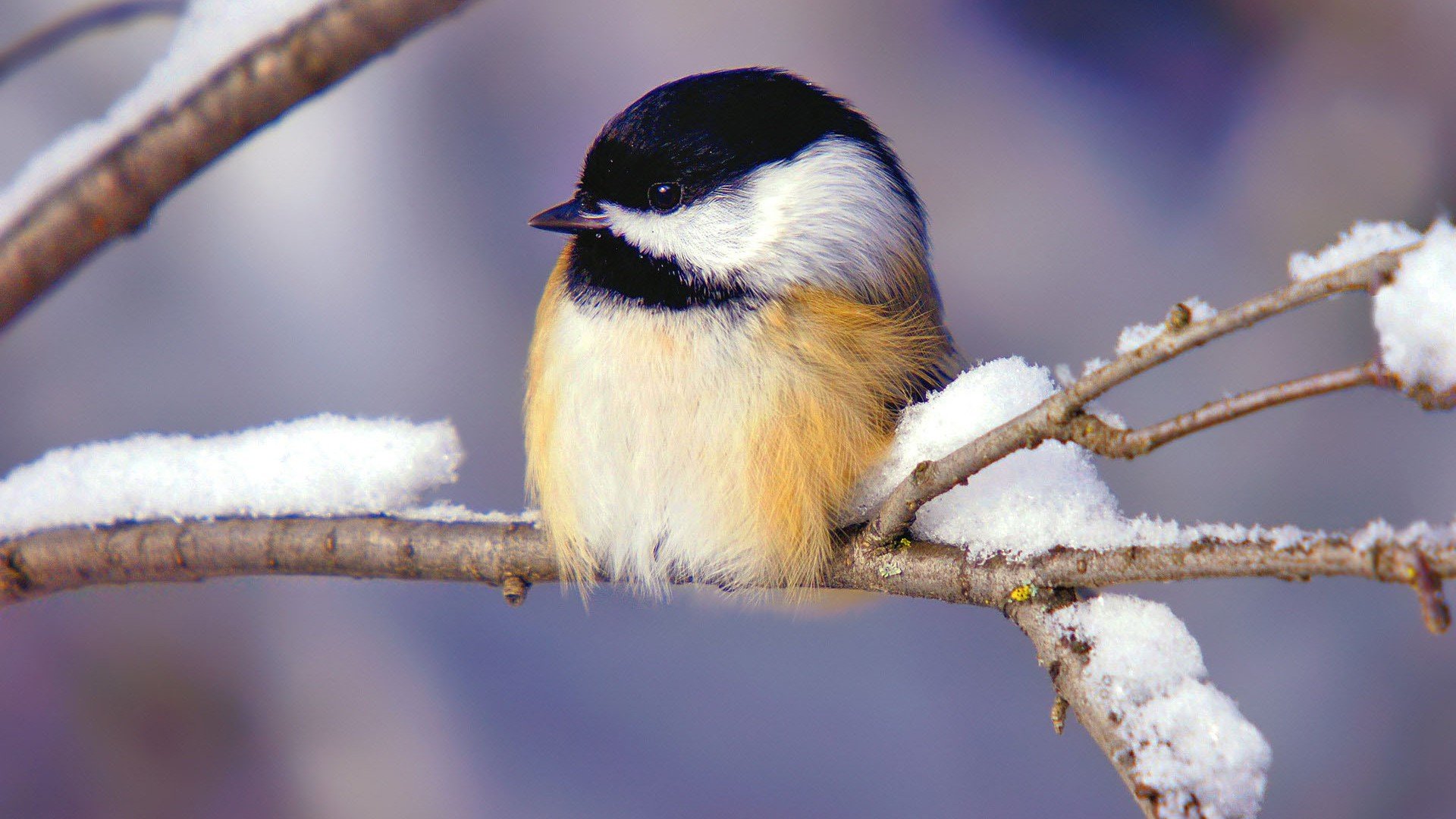 小鸟天堂,鸟,儿童桌面专用