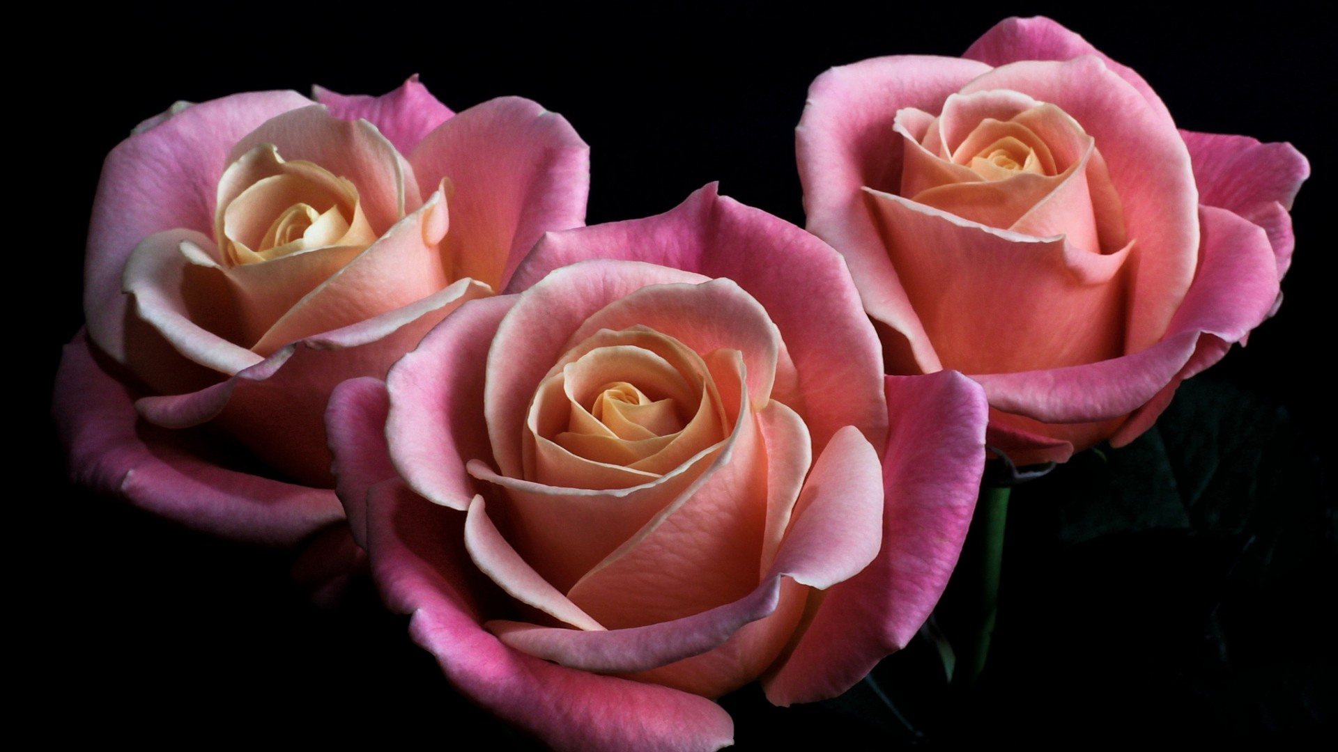 爱情美图,唯美温馨,玫瑰