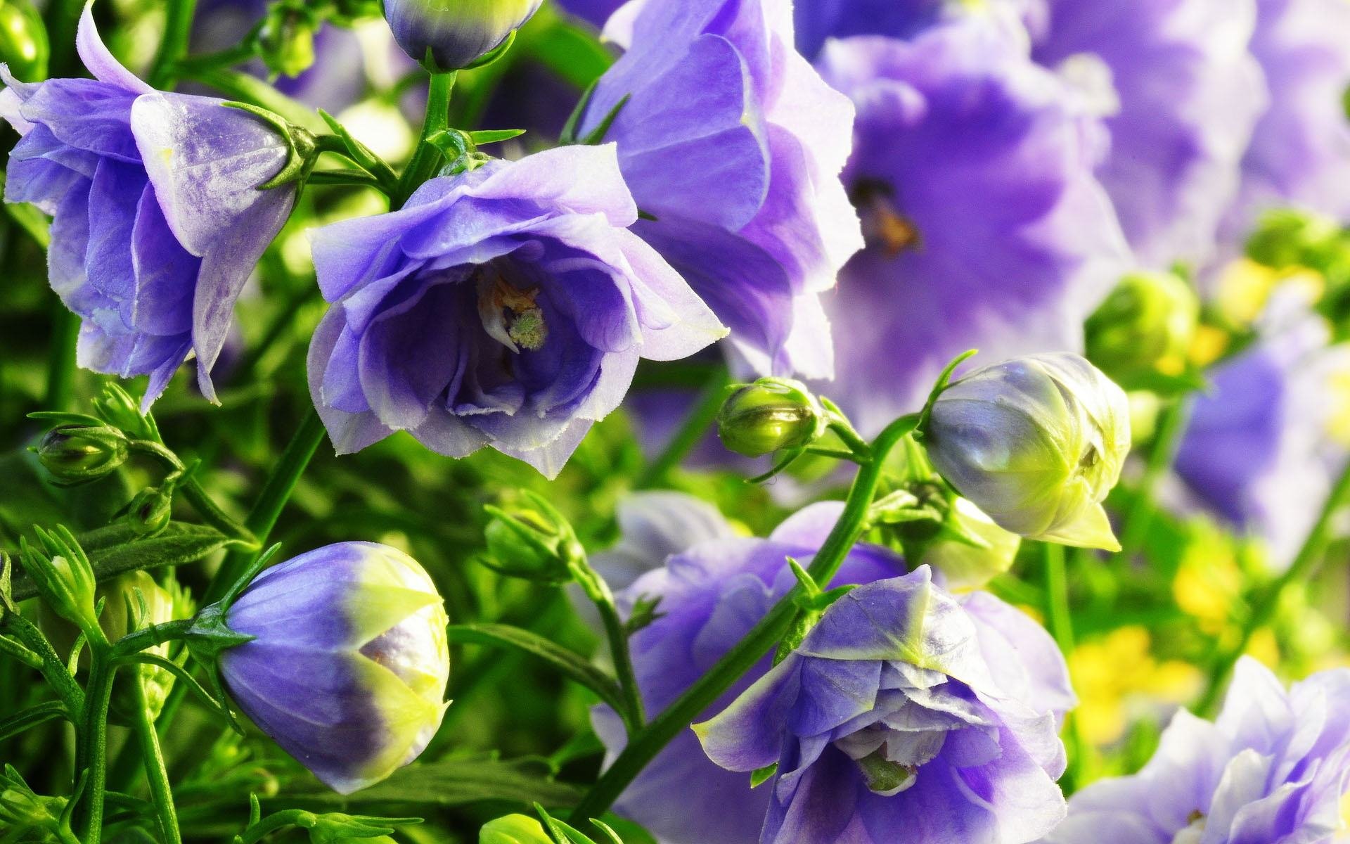 小清新,鸟语花香,花卉,3月5日,儿童桌面专用