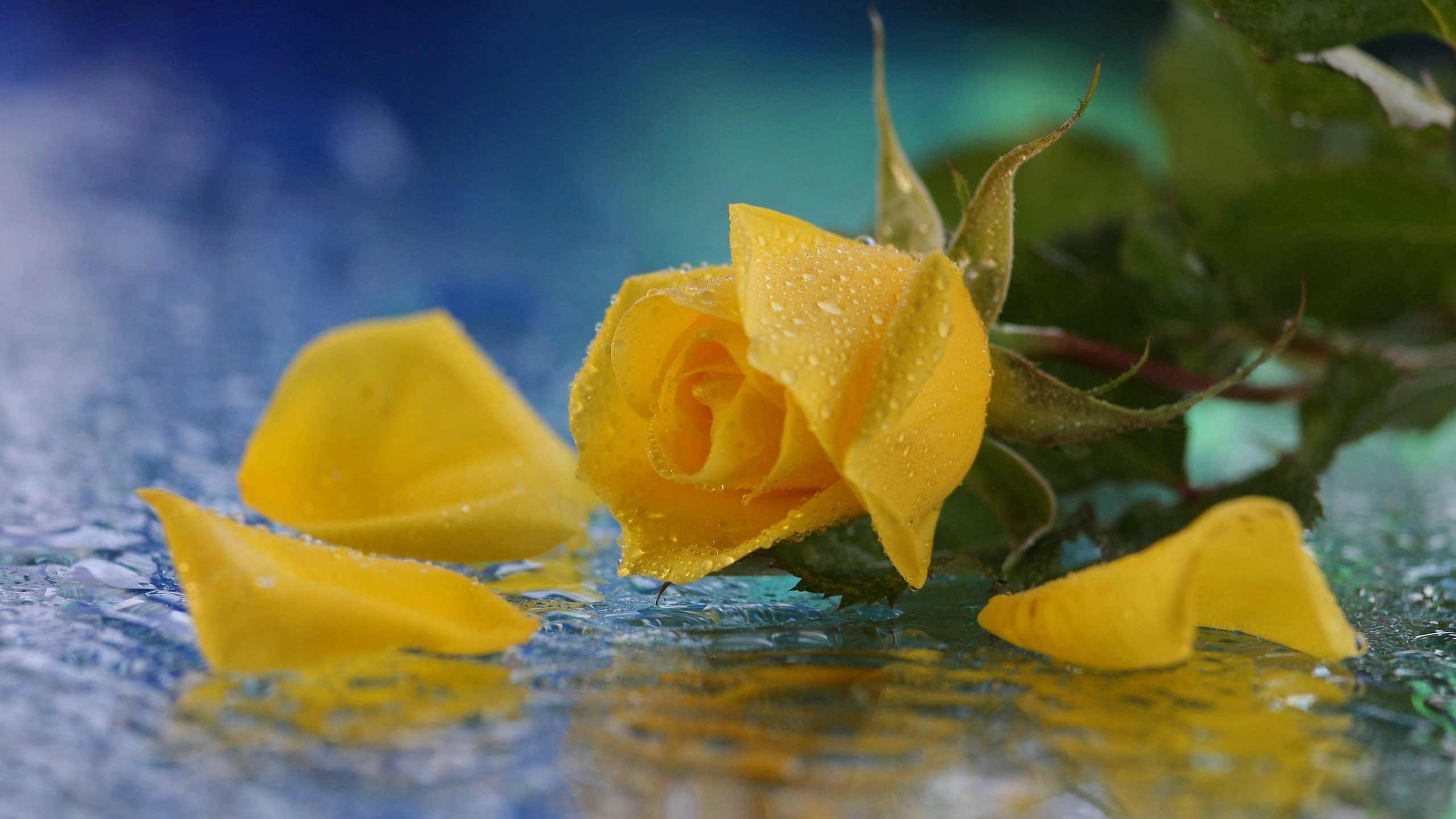 爱情美图,唯美温馨,黄玫瑰