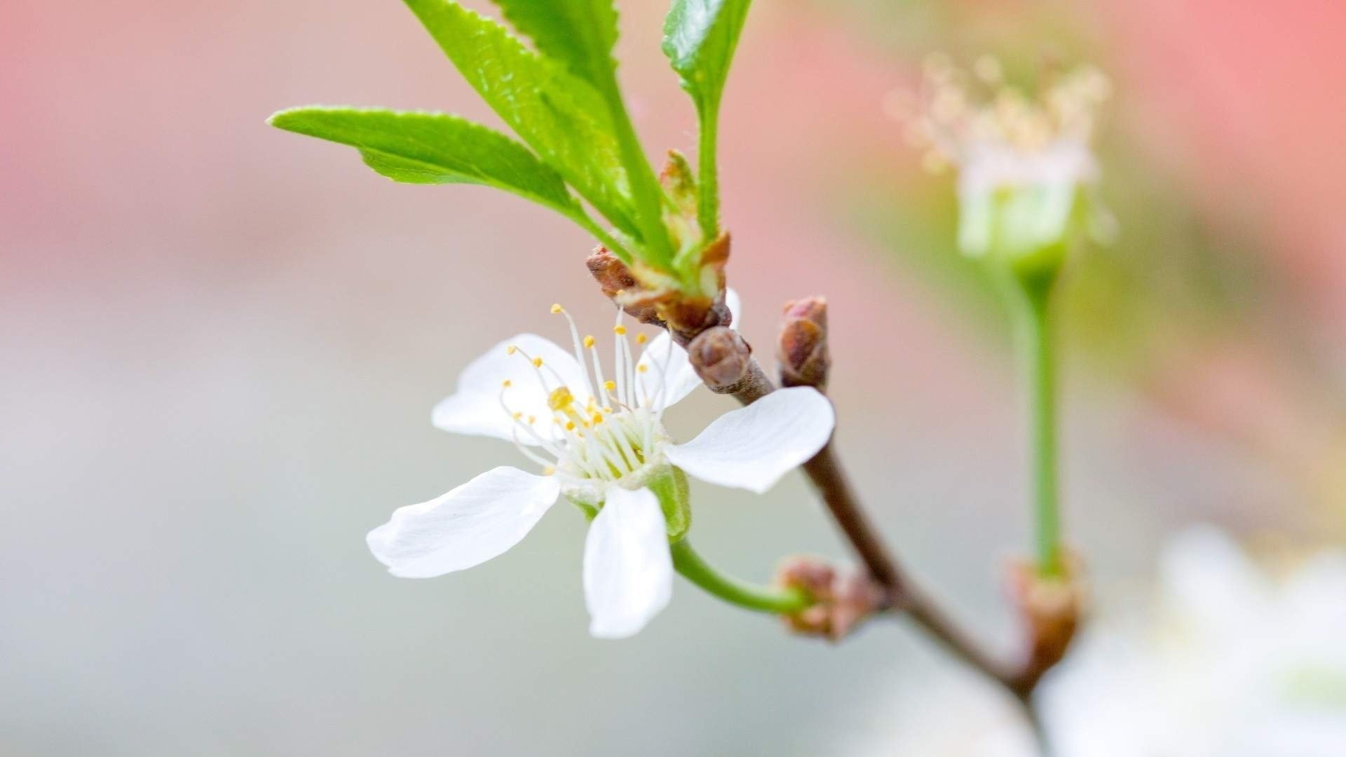 小清新,鸟语花香,花卉,3月1日,儿童桌面专用