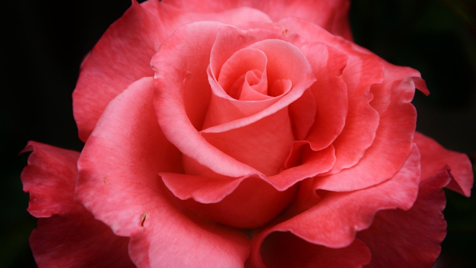 爱情美图,唯美温馨