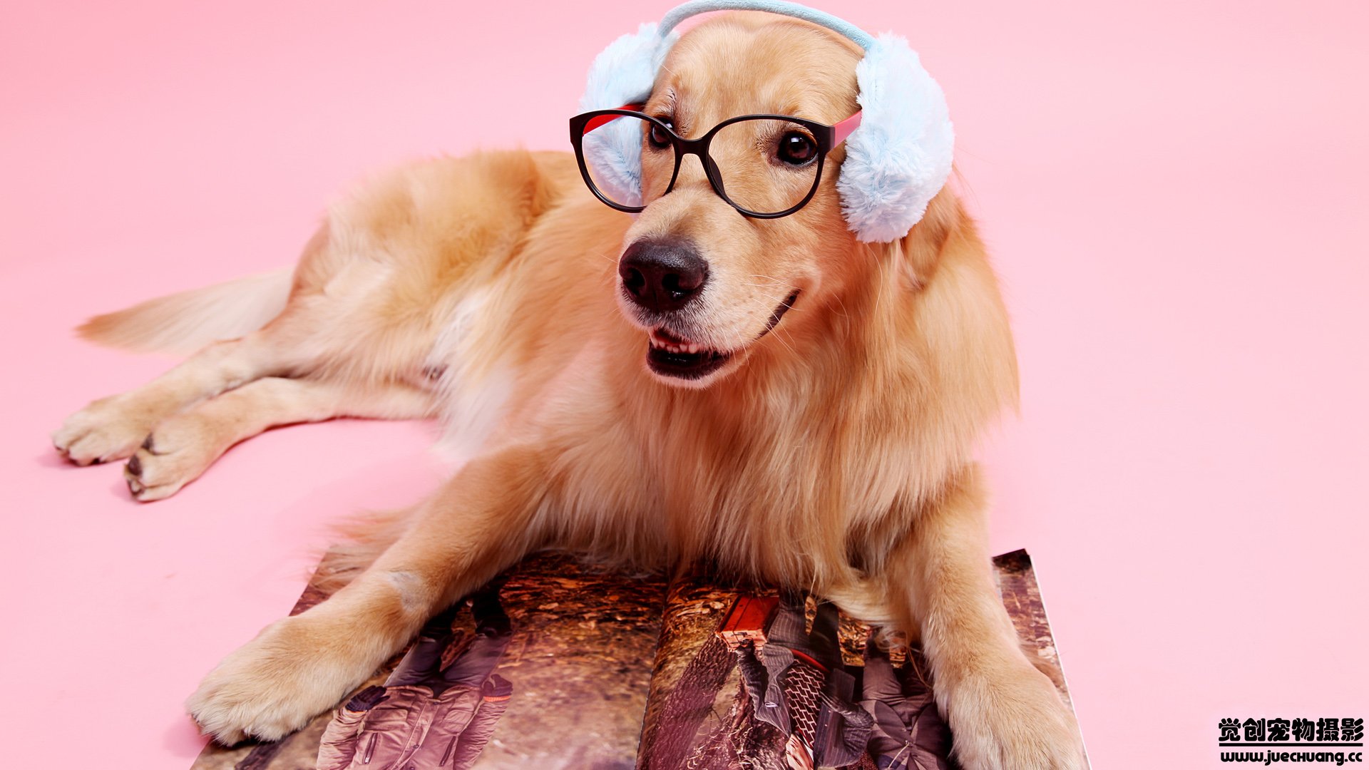 萌宠,汪星人,狗,卖萌,古灵精怪,觉创摄影,宠物,儿童桌面专用