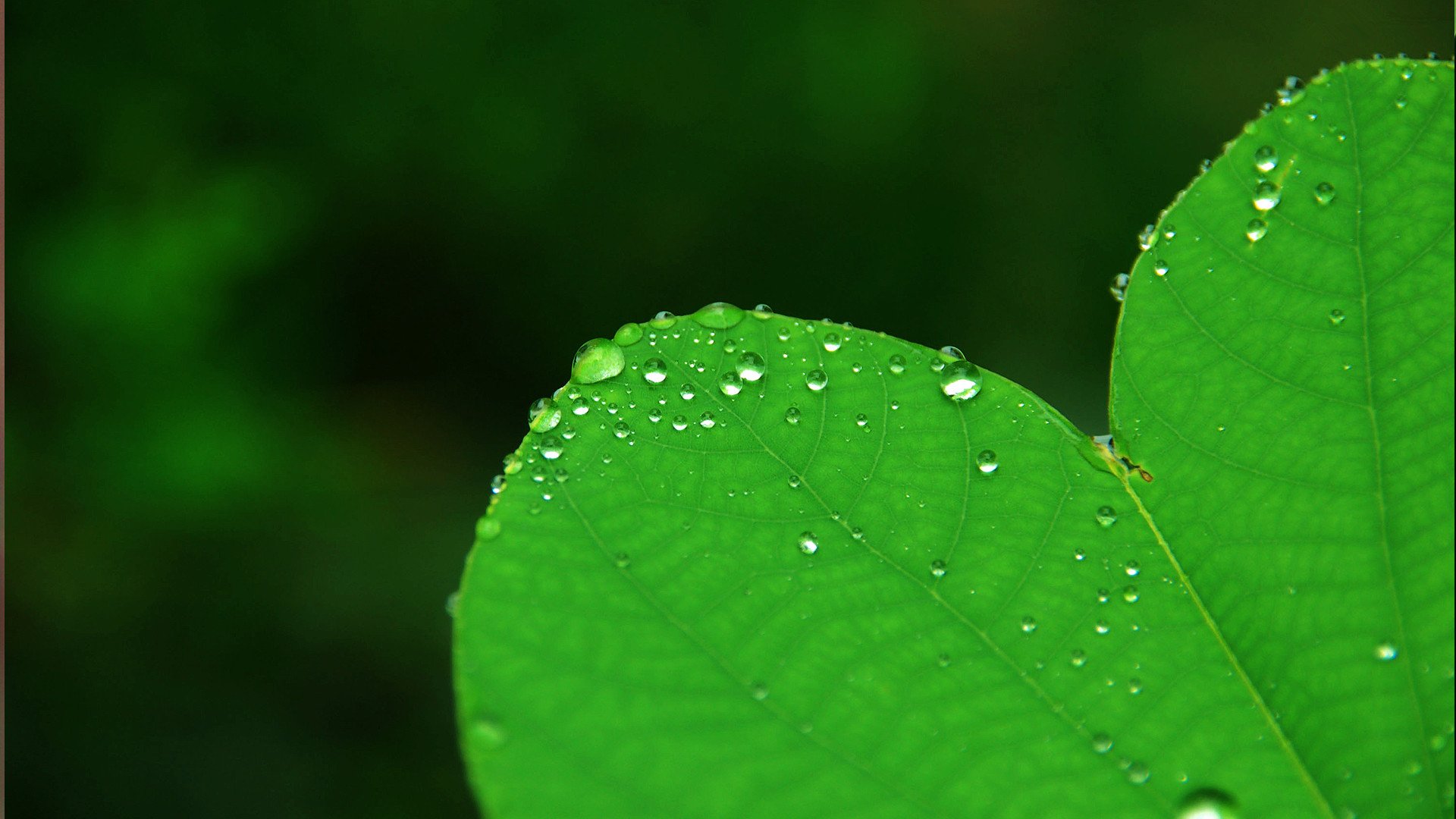 小清新,护眼壁纸,绿色,3月5日,儿童桌面专用