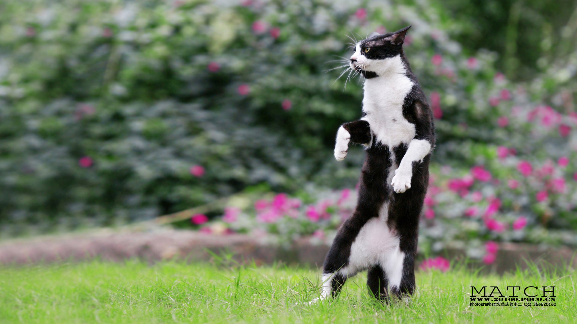 MATCH,萌宠,喵星人,猫,可爱,卖萌,古灵精怪,火柴摄影,火柴宠摄,儿童桌面专用