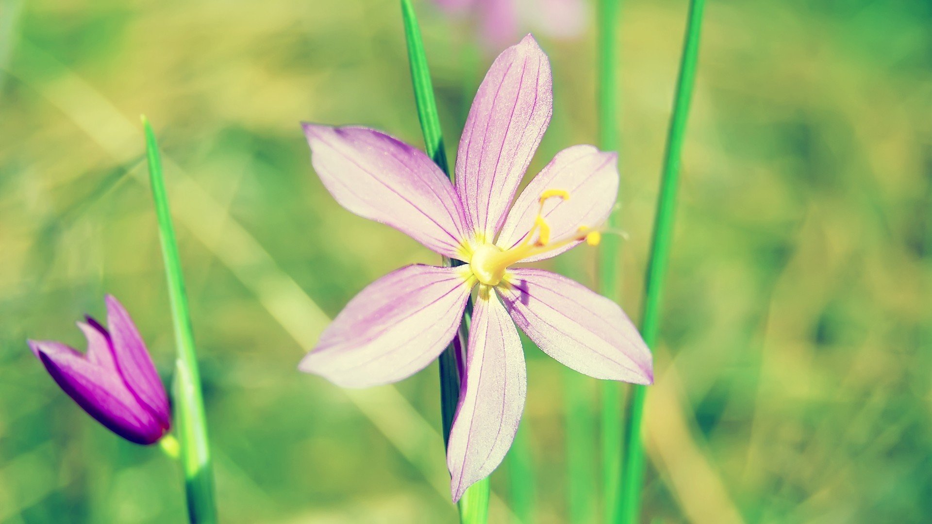 小清新,清新淡雅,花卉,儿童桌面专用