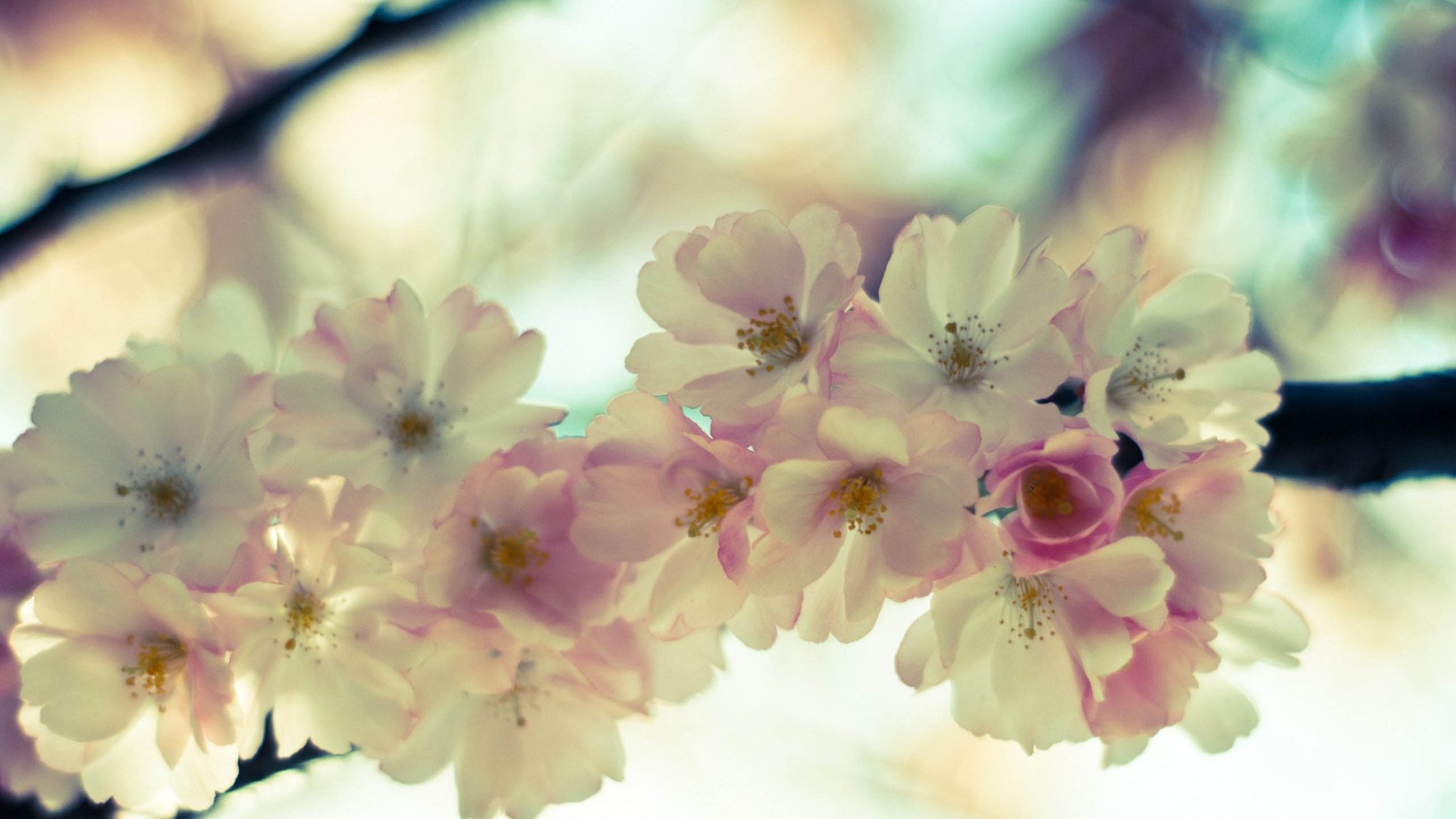 小清新,清新淡雅,舒缓压力,花,儿童桌面专用