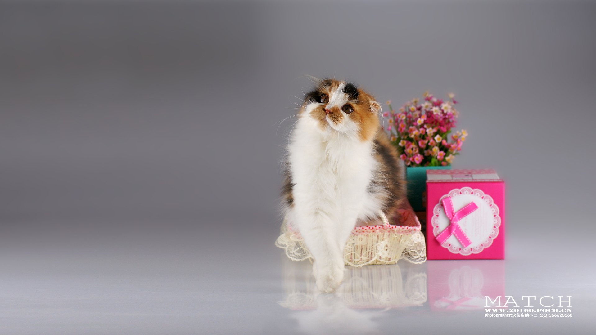 MATCH,萌宠,喵星人,猫,可爱,卖萌,古灵精怪,火柴摄影,火柴宠摄,儿童桌面专用