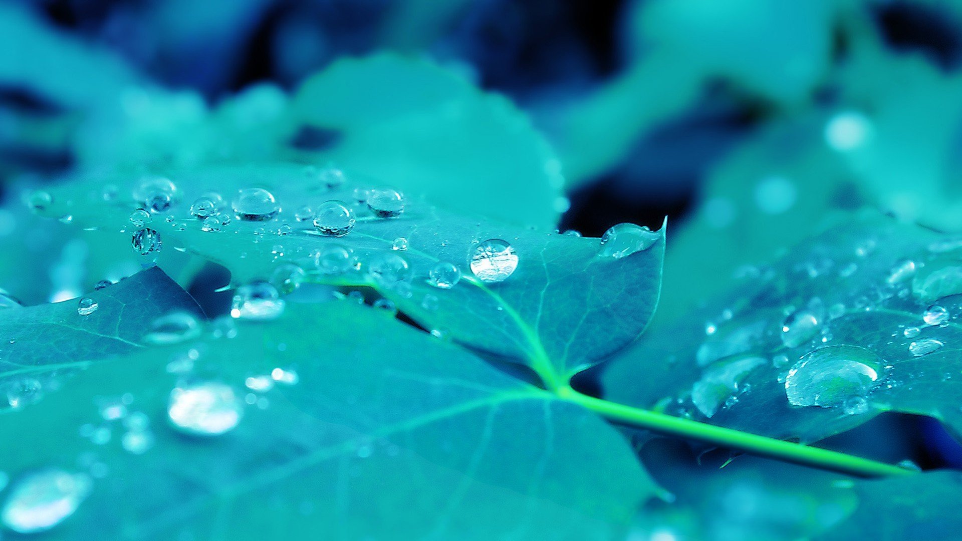 小清新,护眼壁纸,绿色,3月4日,儿童桌面专用