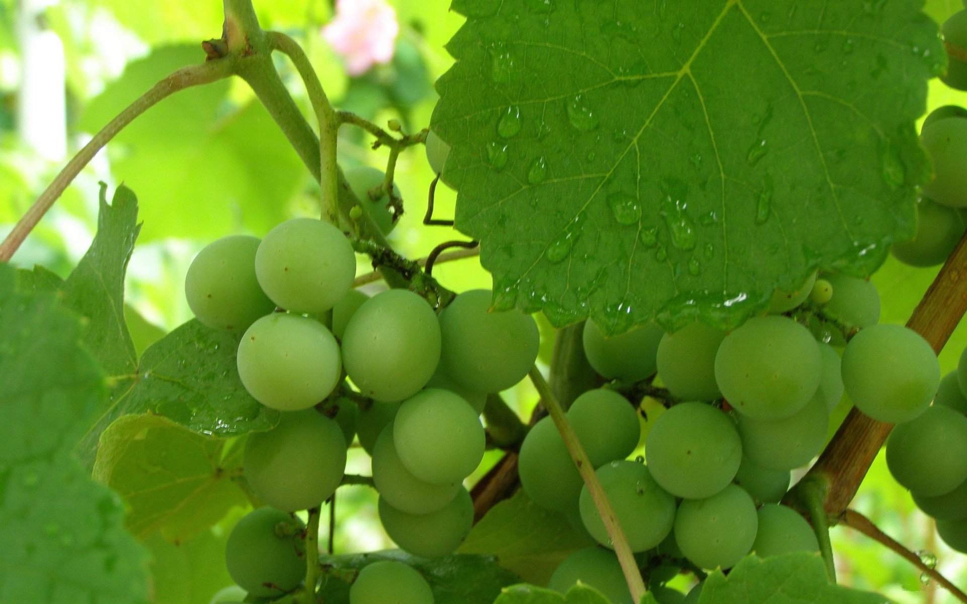 小清新,动感水果,葡萄,儿童桌面专用