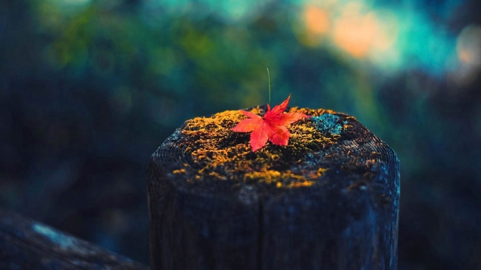 小清新,静物写真,舒缓压力,儿童桌面专用