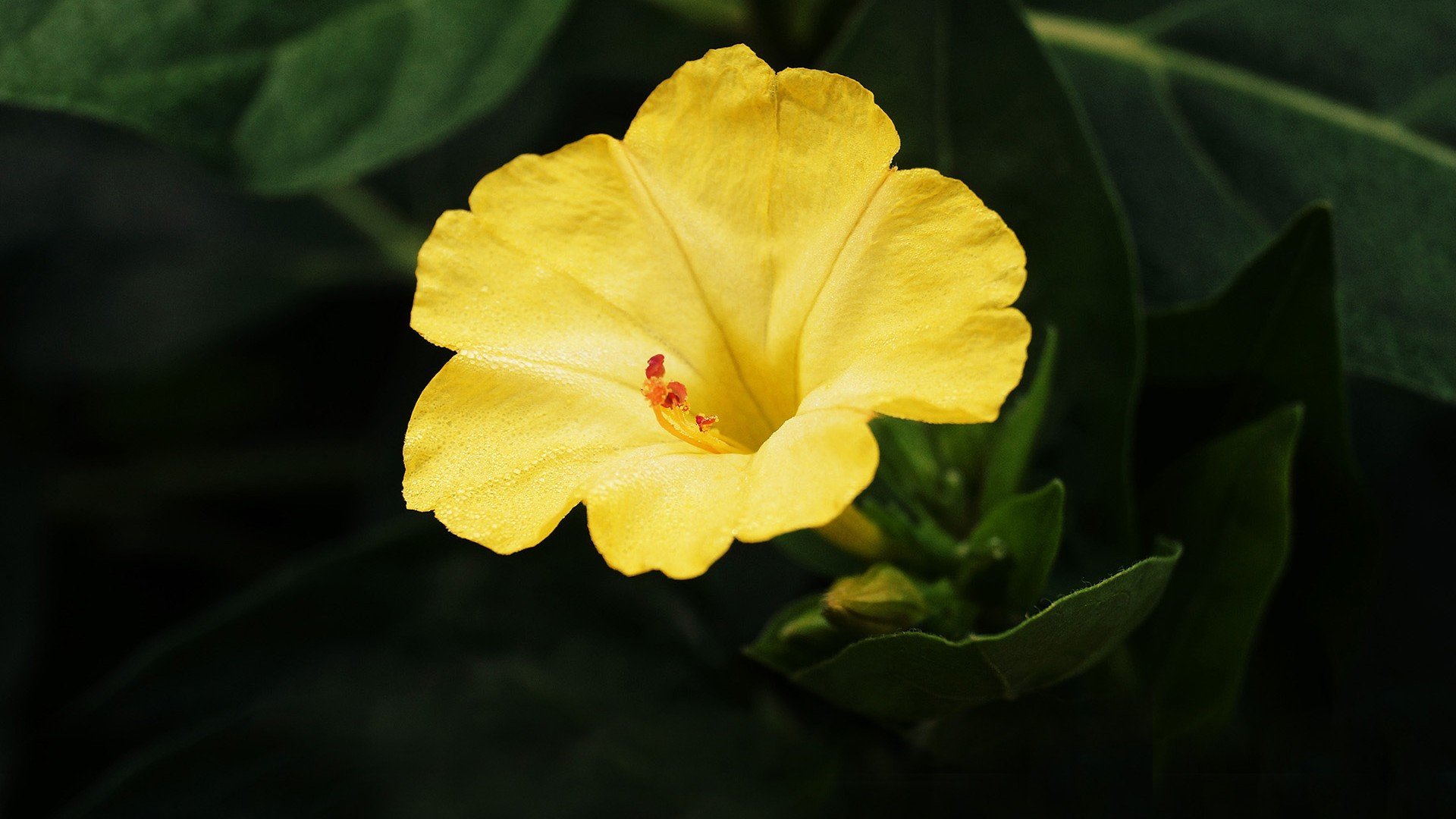 小清新,娇艳欲滴,花,儿童桌面专用