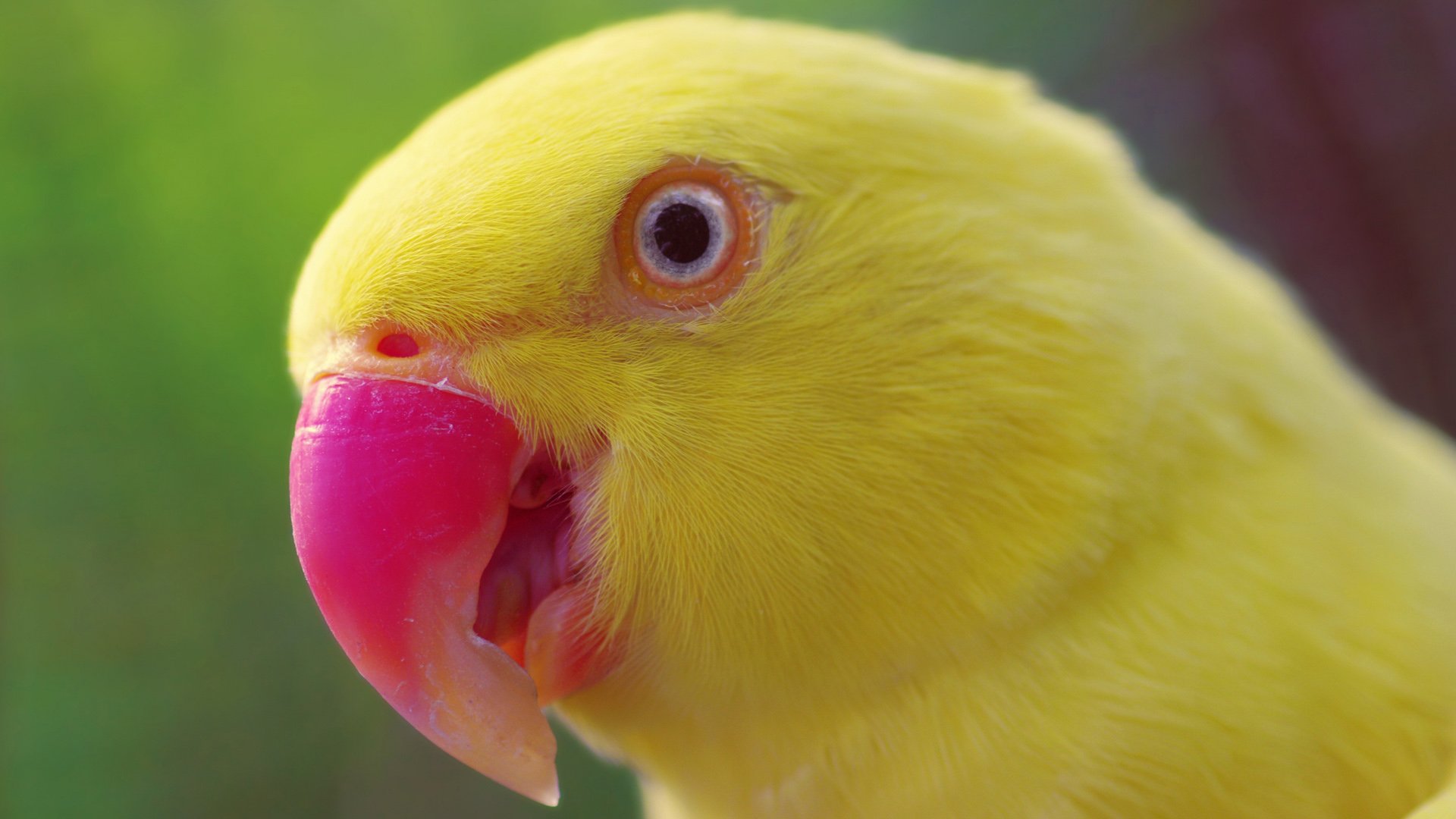 小鸟天堂,鸟,鹦鹉,儿童桌面专用