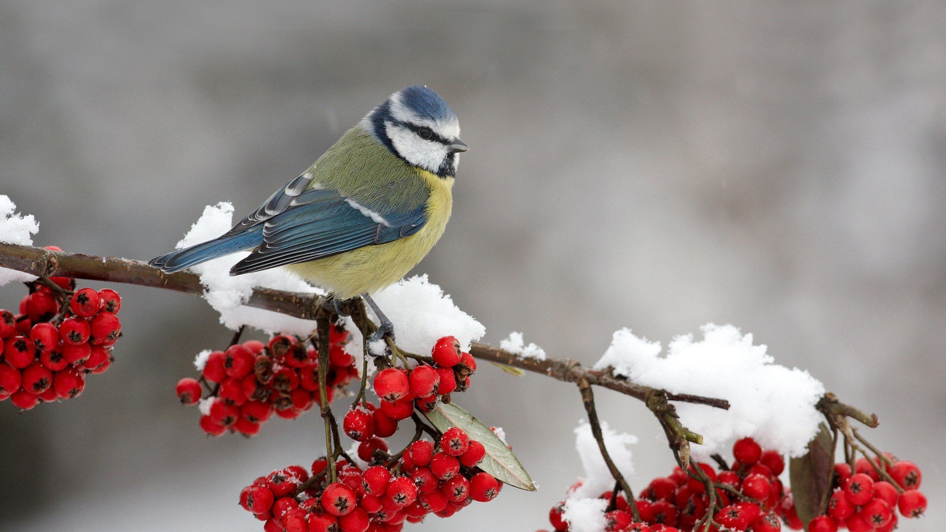 小鸟天堂,鸟,儿童桌面专用
