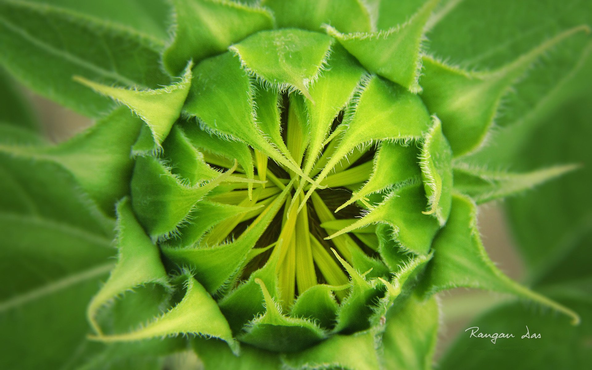 小清新,静物写真,花卉,3月6日,儿童桌面专用
