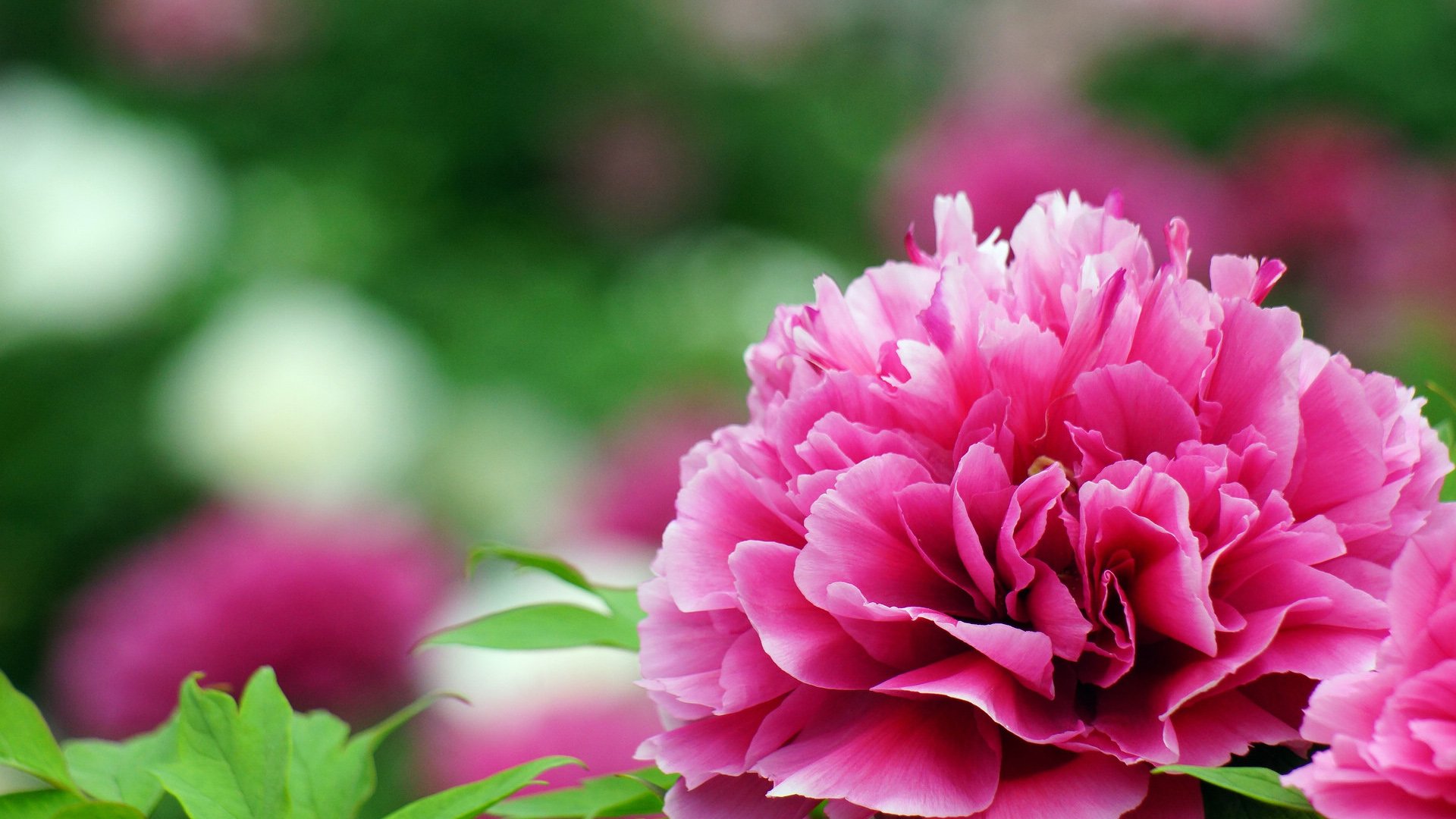 小清新,娇艳欲滴,花,儿童桌面专用