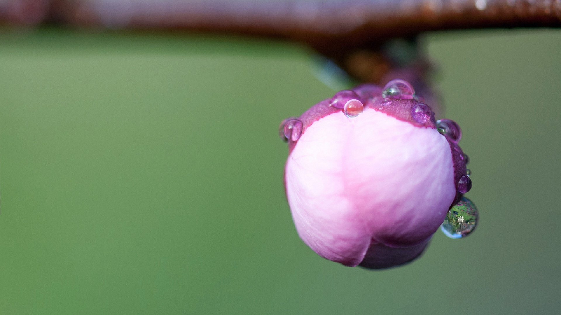 小清新,娇艳欲滴,花,儿童桌面专用