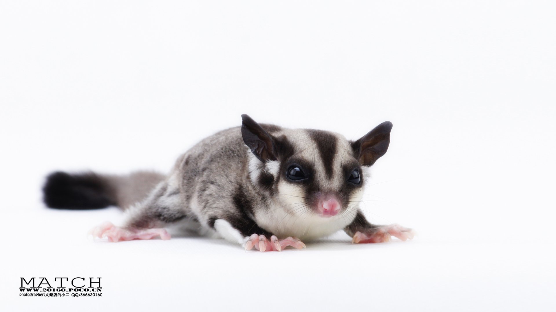 萌宠,野生动物,火柴摄影,儿童桌面专用