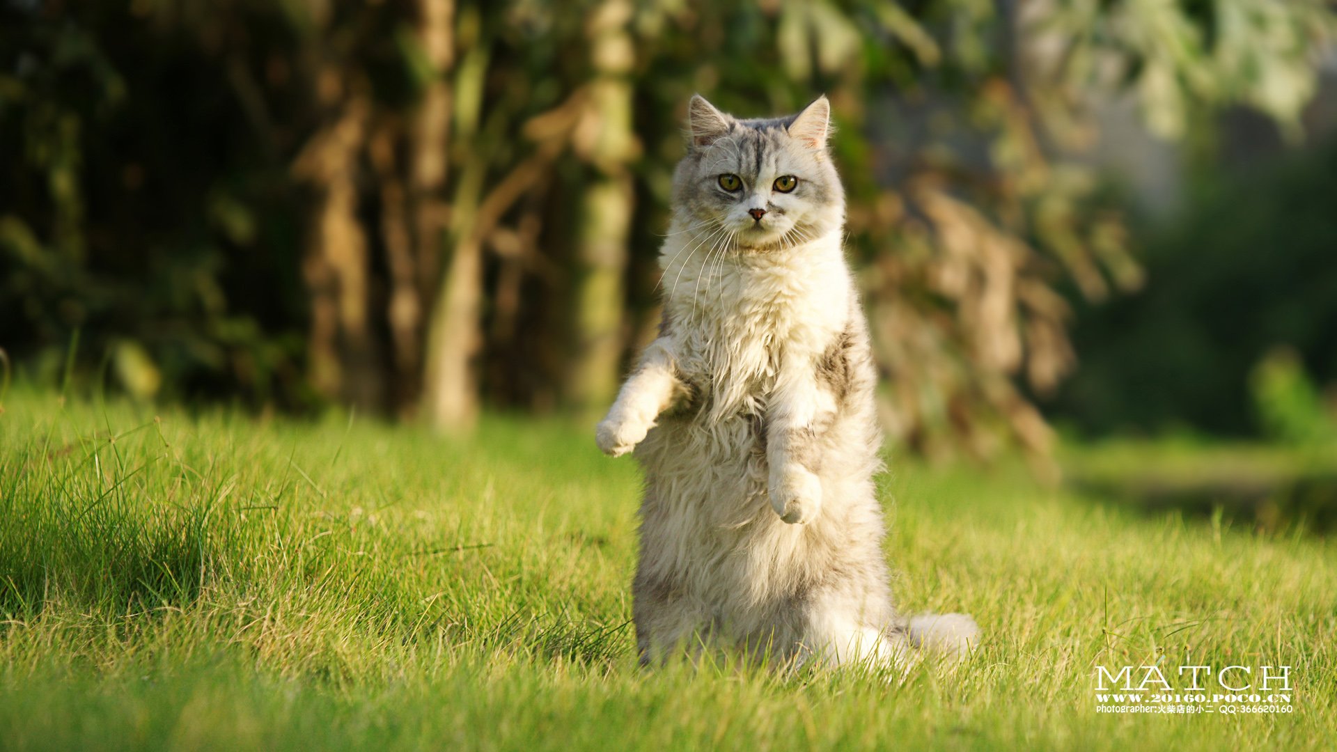 MATCH,萌宠,喵星人,猫,可爱,卖萌,古灵精怪,火柴摄影,火柴宠摄,儿童桌面专用