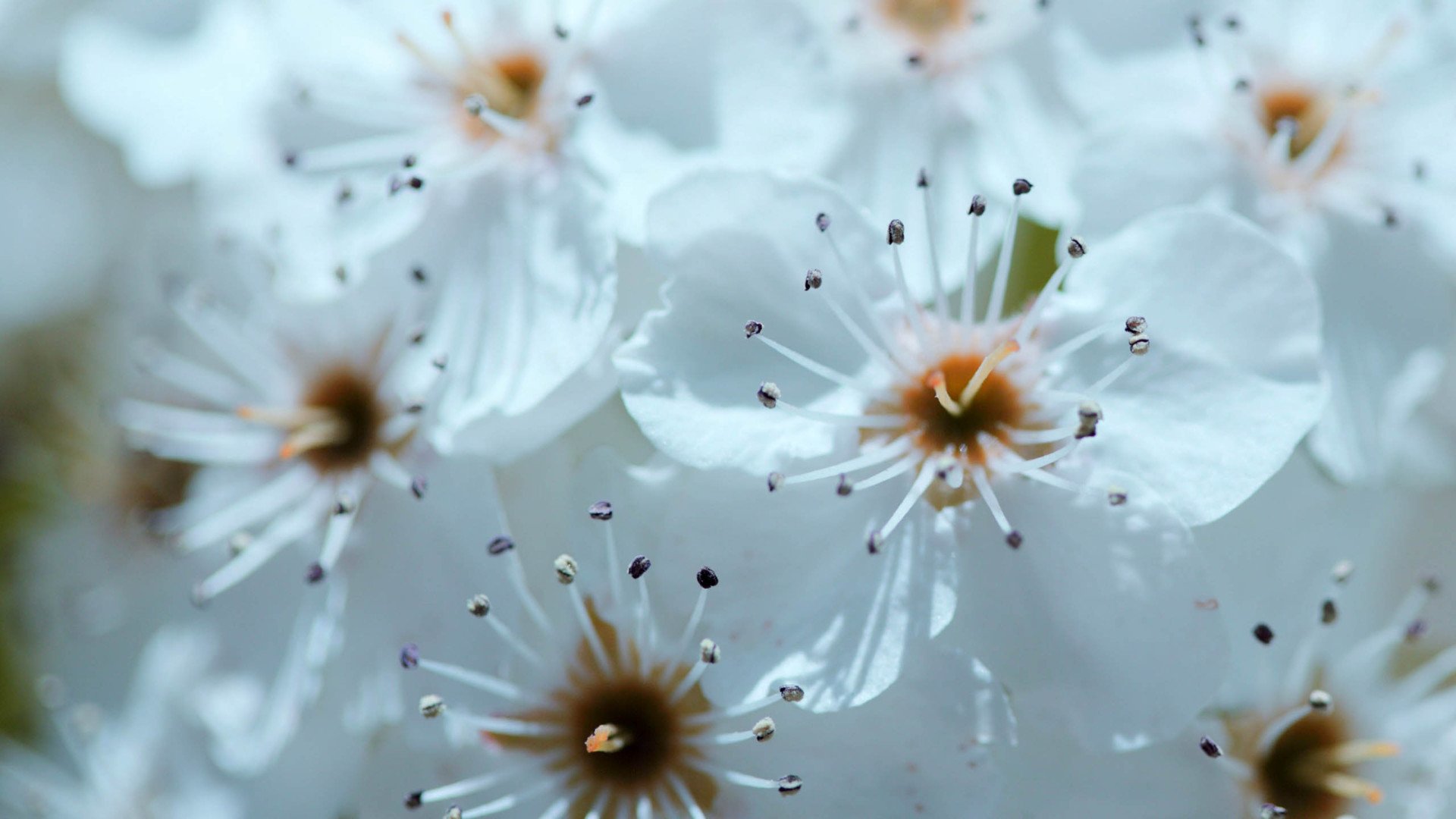 小清新,清新淡雅,舒缓压力,花,儿童桌面专用