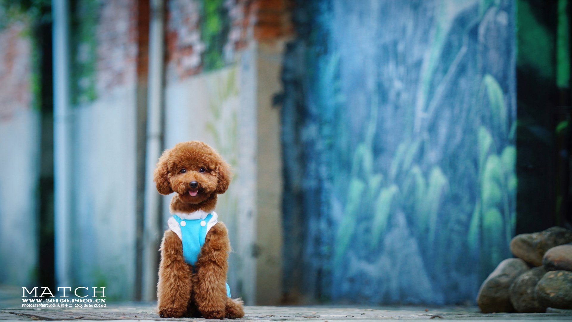 MATCH,萌宠,汪星人,狗,可爱,卖萌,古灵精怪,火柴摄影,火柴宠摄,儿童桌面专用