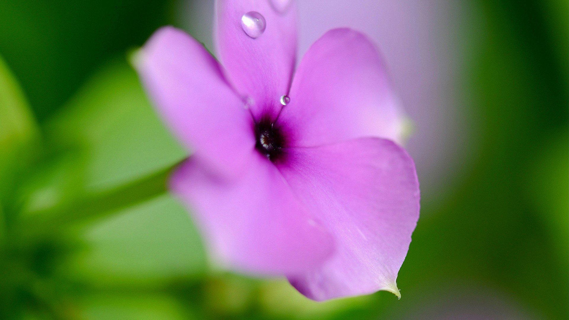 小清新,娇艳欲滴,花,儿童桌面专用