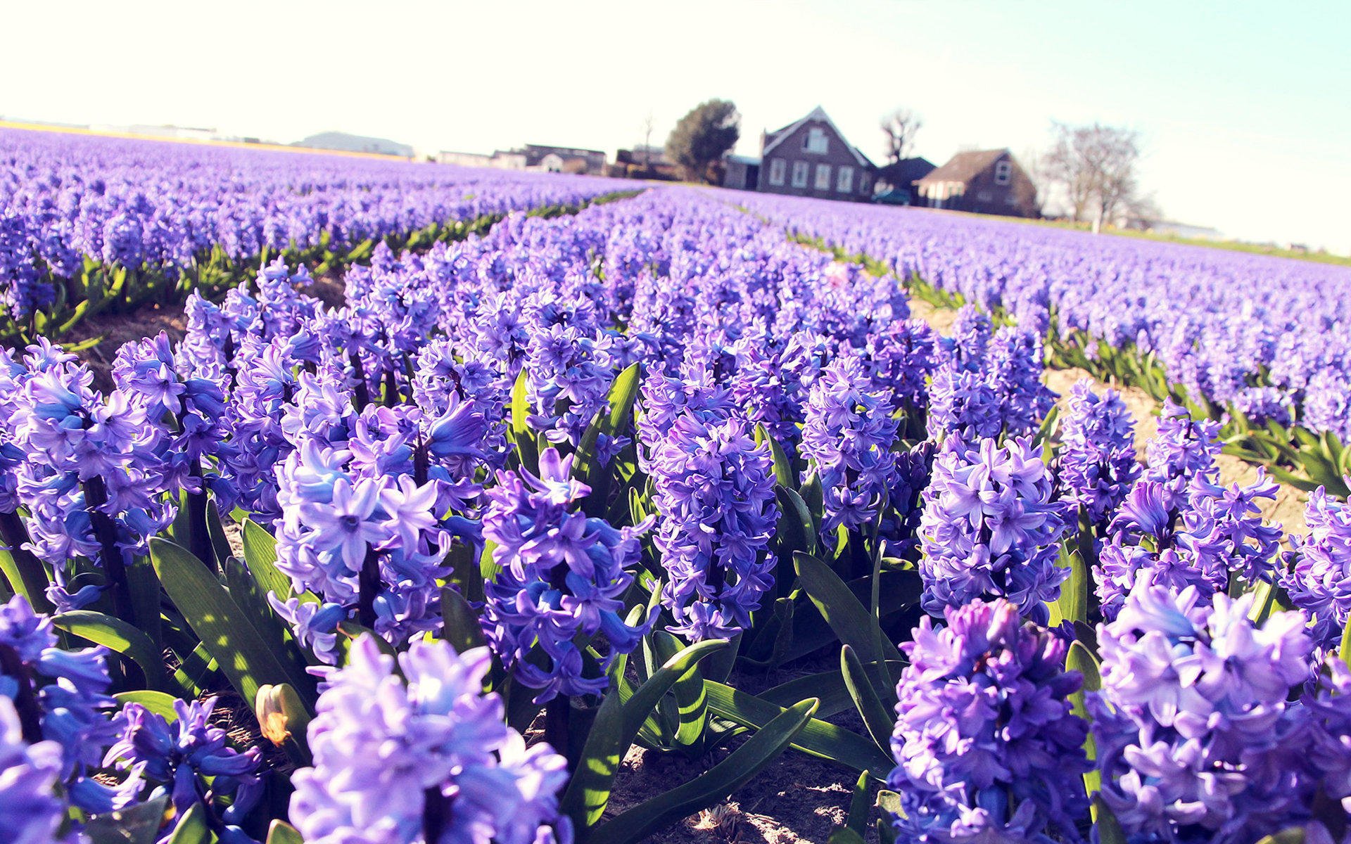 小清新,鸟语花香,花卉,3月6日,儿童桌面专用