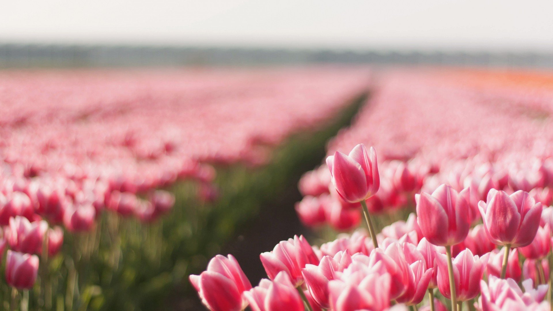 风景,春意盎然,儿童桌面专用