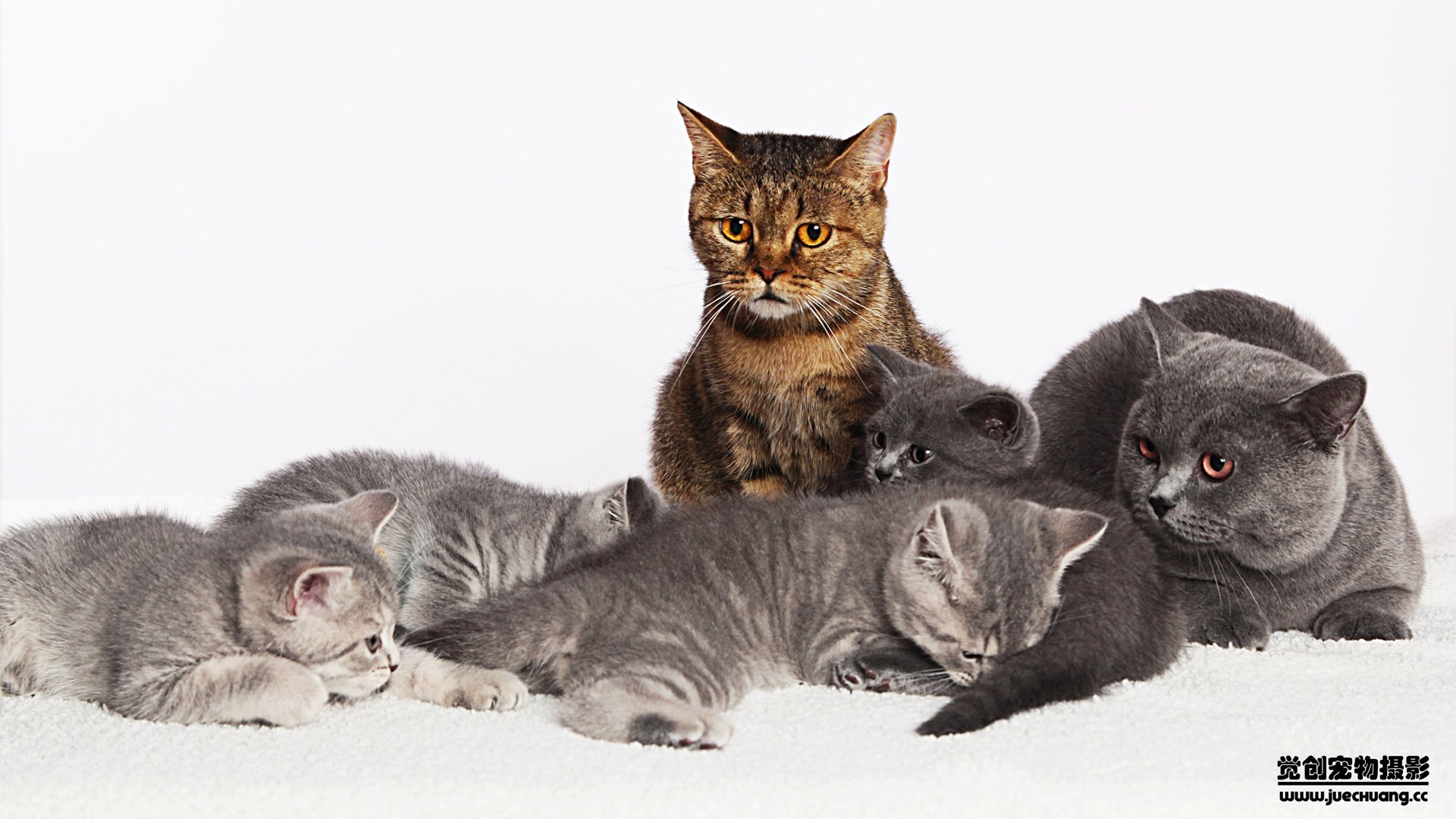 萌宠,喵星人,猫,卖萌,古灵精怪,觉创摄影,宠物,儿童桌面专用