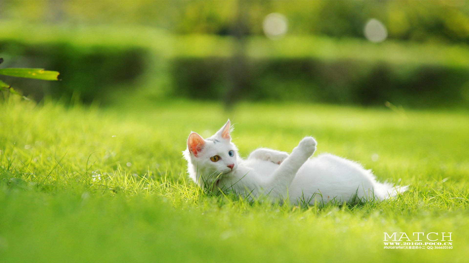 MATCH,萌宠,喵星人,猫,可爱,卖萌,古灵精怪,火柴摄影,火柴宠摄,儿童桌面专用