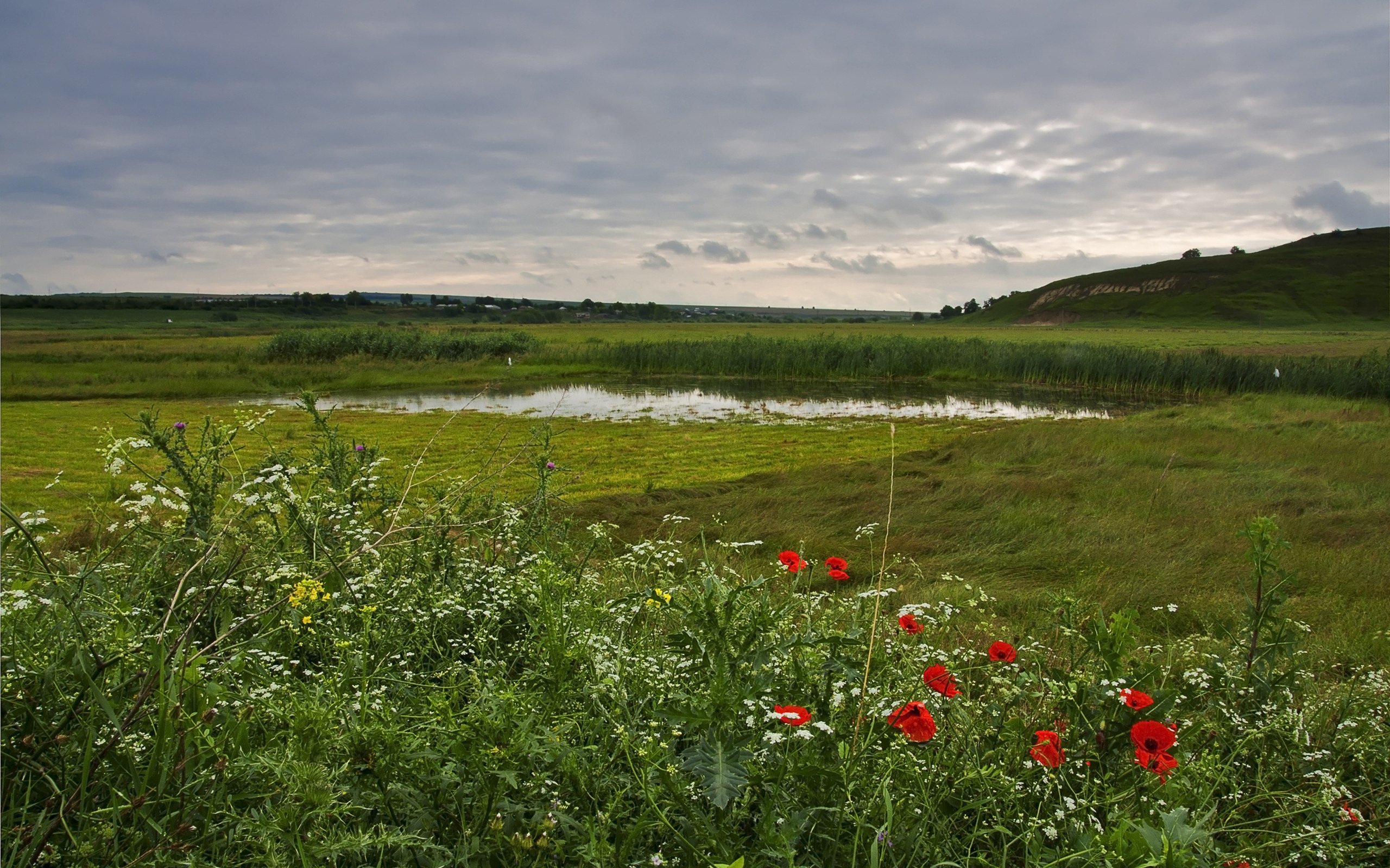 小清新,鸟语花香,花卉,儿童桌面专用
