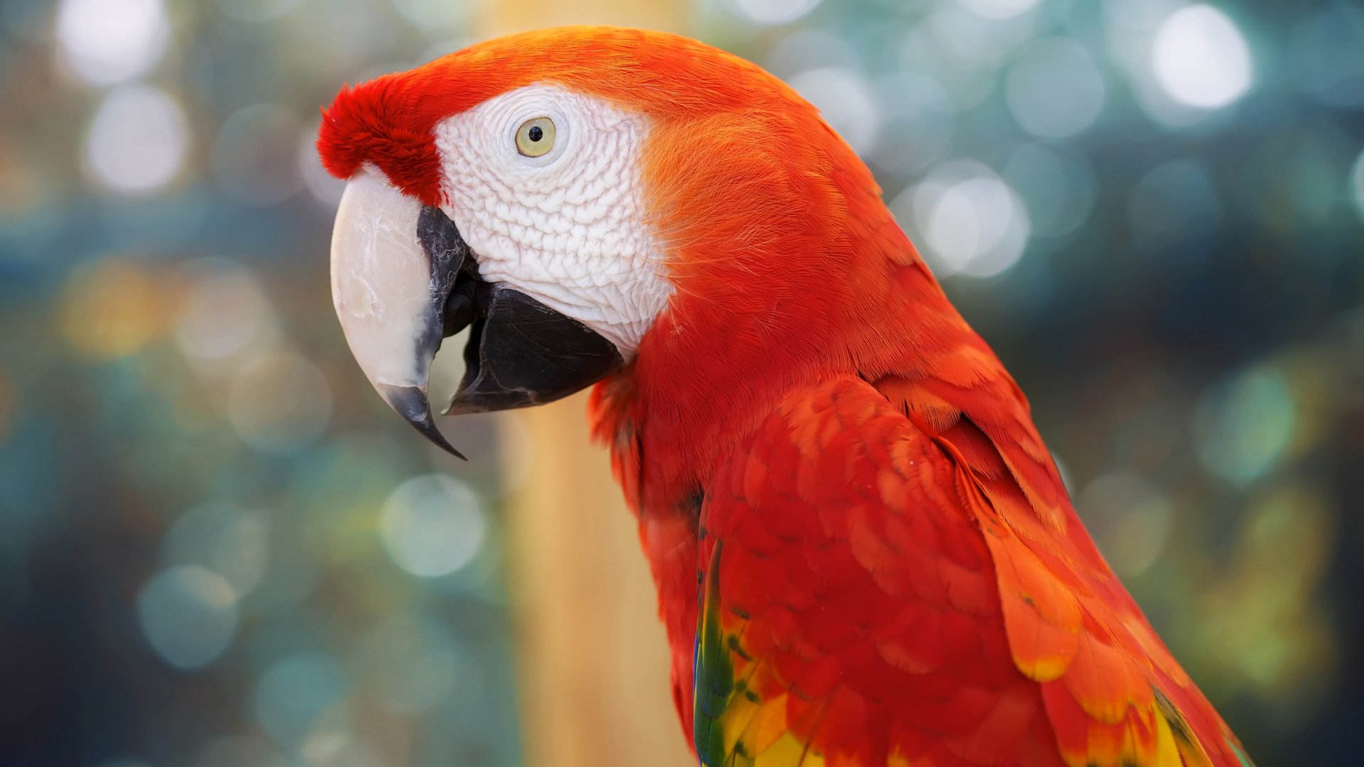 小鸟天堂,鸟,鹦鹉,儿童桌面专用