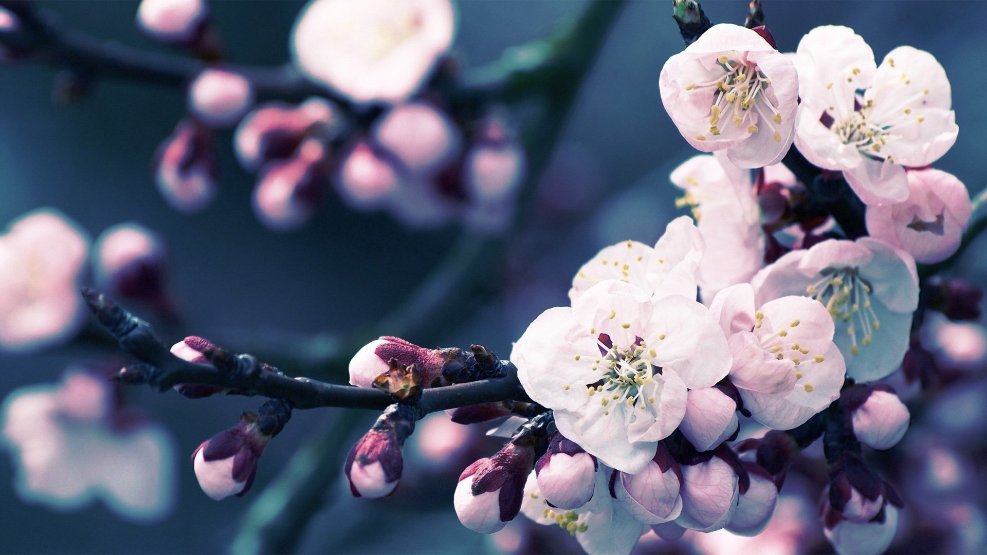小清新,娇艳欲滴,花,儿童桌面专用
