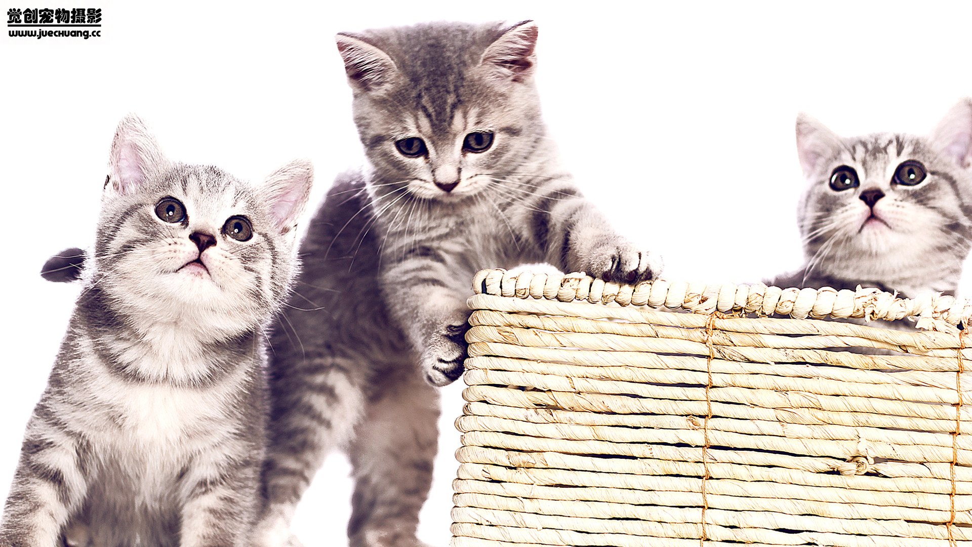 萌宠,喵星人,猫,卖萌,古灵精怪,觉创摄影,宠物,儿童桌面专用