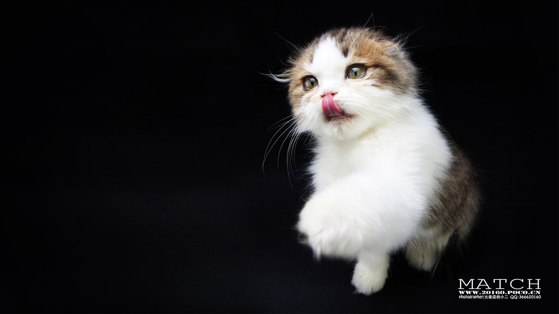 MATCH,萌宠,喵星人,猫,可爱,卖萌,古灵精怪,火柴摄影,火柴宠摄,儿童桌面专用