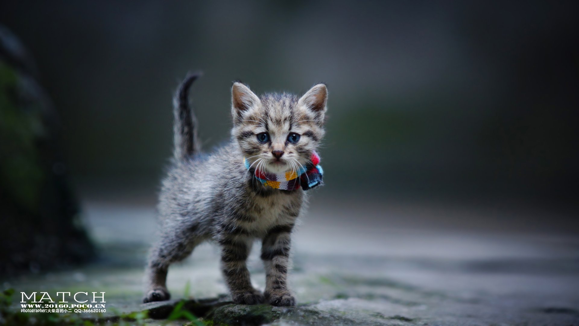 MATCH,萌宠,喵星人,猫,可爱,卖萌,古灵精怪,火柴摄影,火柴宠摄,儿童桌面专用