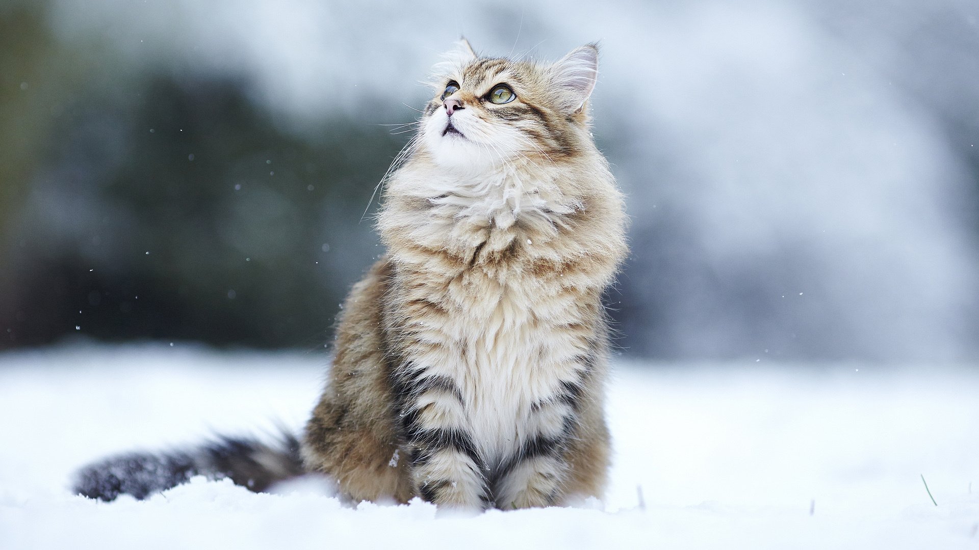 喵星人,猫,可爱,古灵精怪,儿童桌面专用