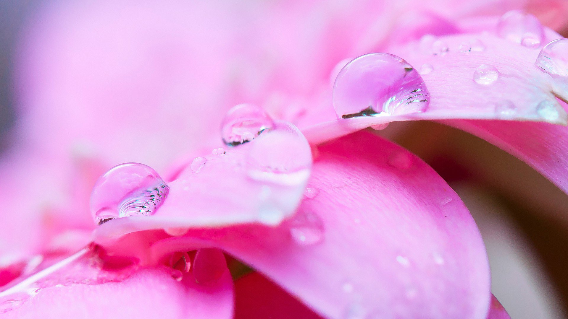 小清新,娇艳欲滴,花,儿童桌面专用