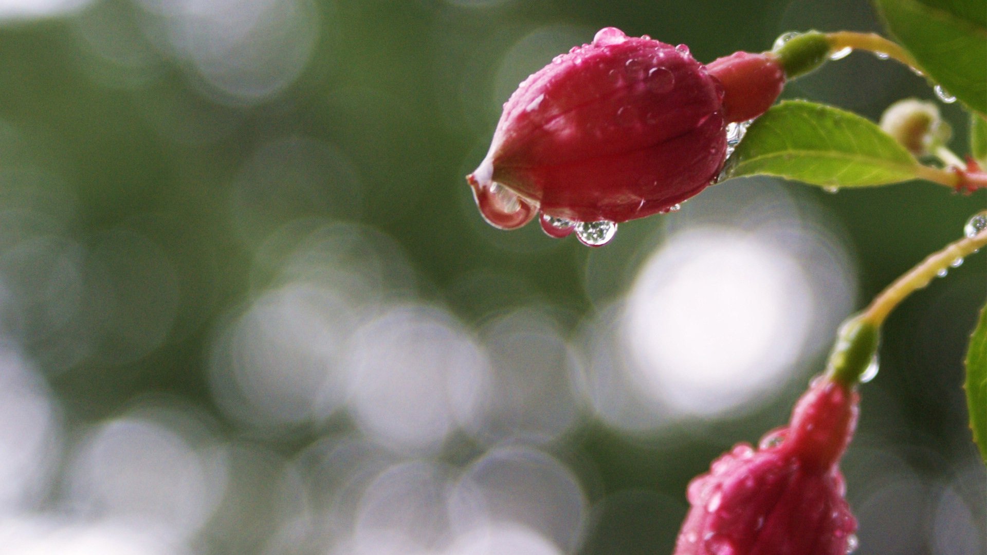 小清新,娇艳欲滴,花,儿童桌面专用