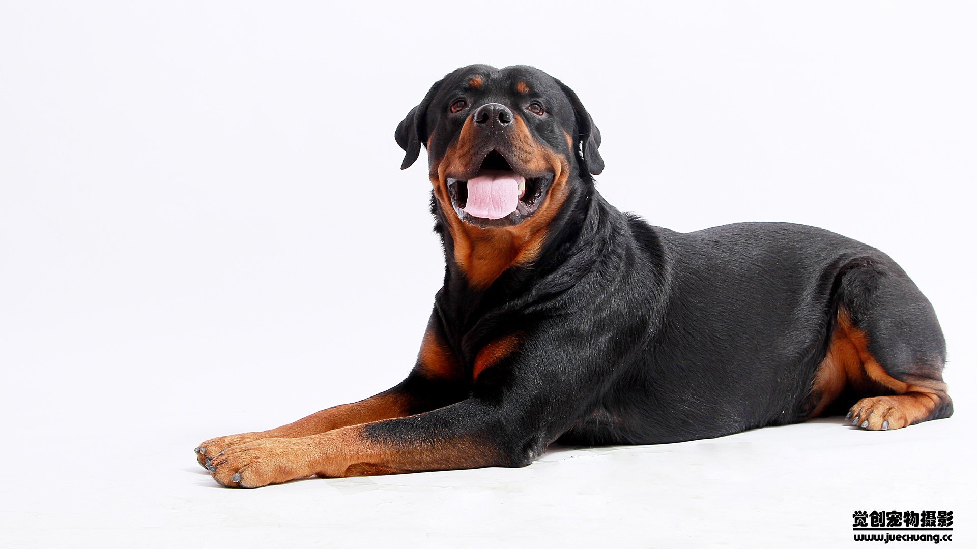 萌宠,汪星人,狗,卖萌,古灵精怪,觉创摄影,宠物,儿童桌面专用