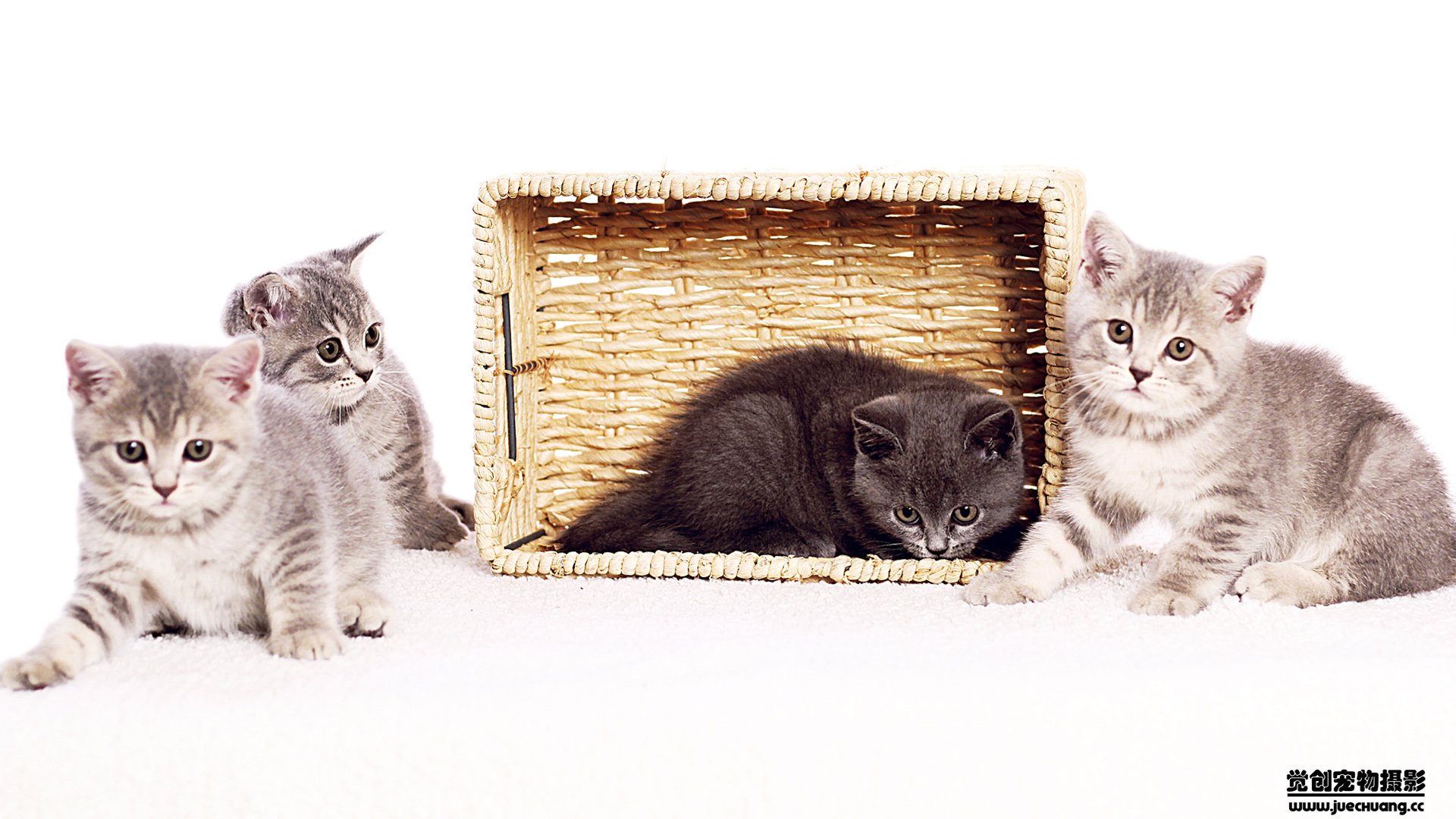 萌宠,喵星人,猫,卖萌,古灵精怪,觉创摄影,宠物,儿童桌面专用