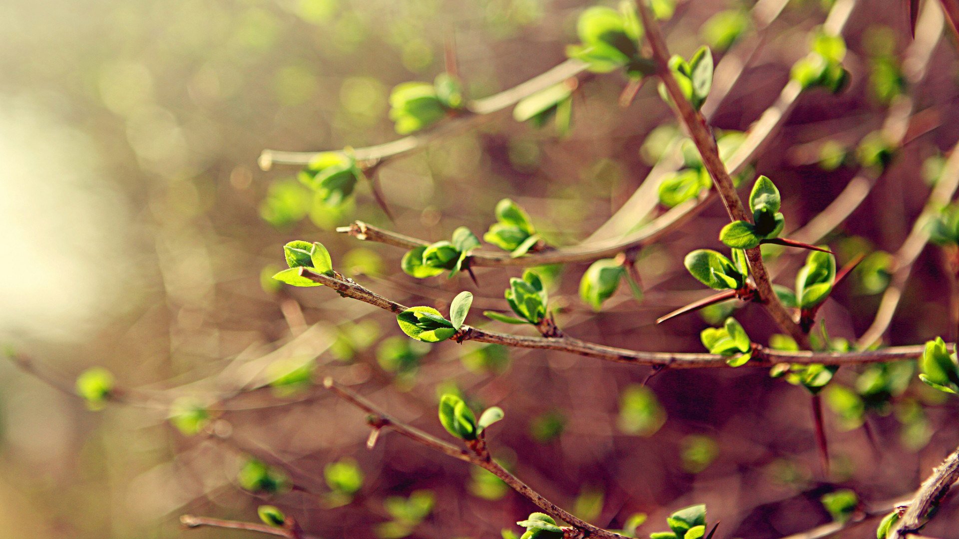 风景,春意盎然,儿童桌面专用