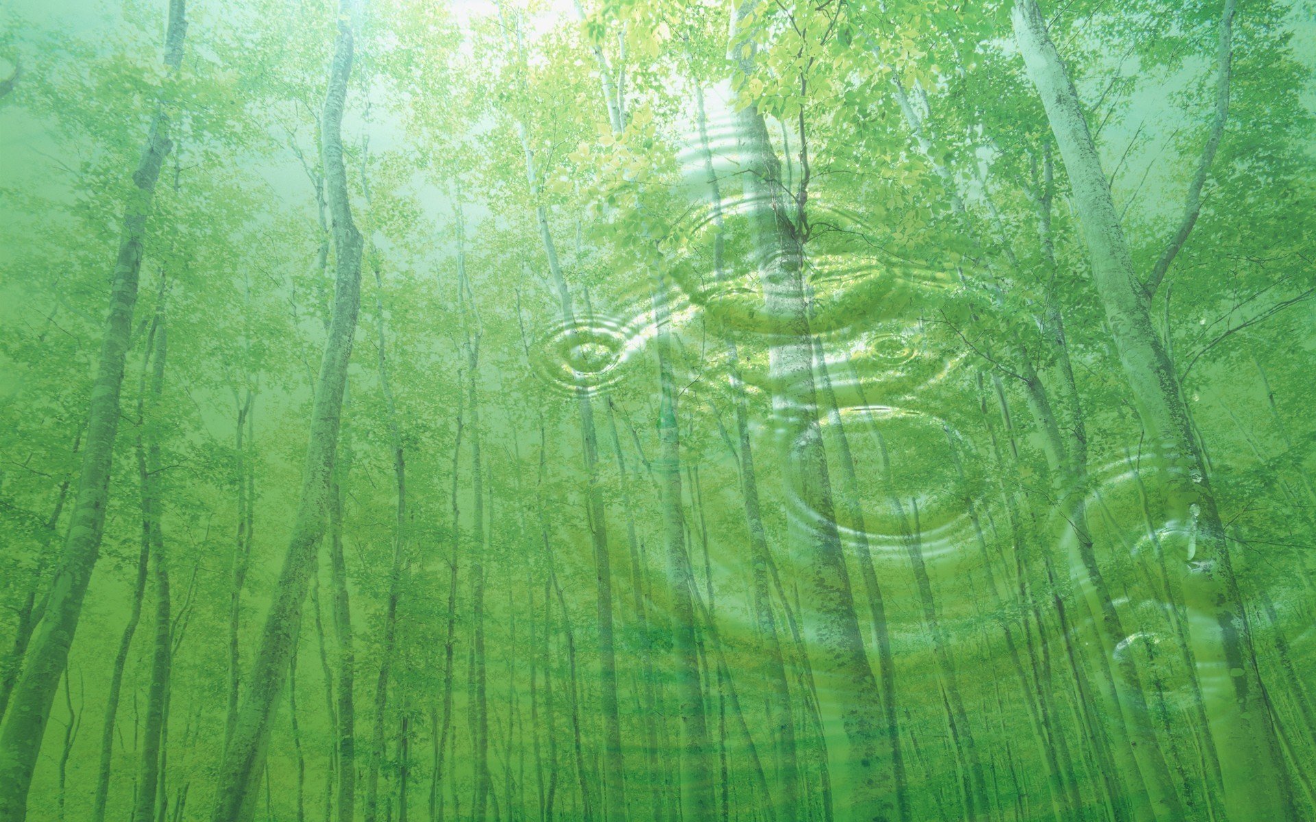 小清新,护眼壁纸,绿色,儿童桌面专用