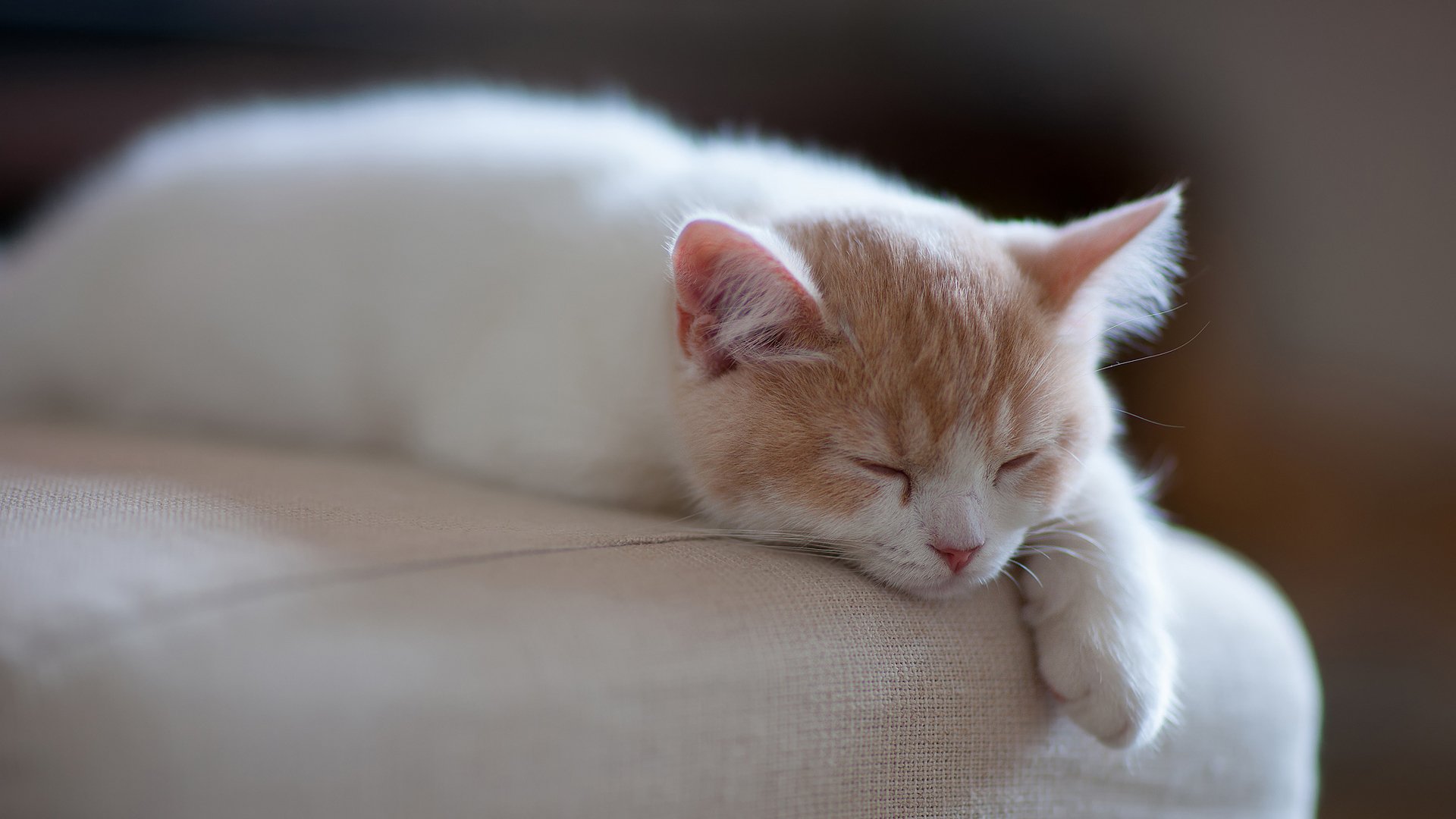 萌宠,喵星人,可爱,猫,古灵精怪,儿童桌面专用